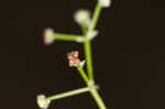 Hairy bedstraw